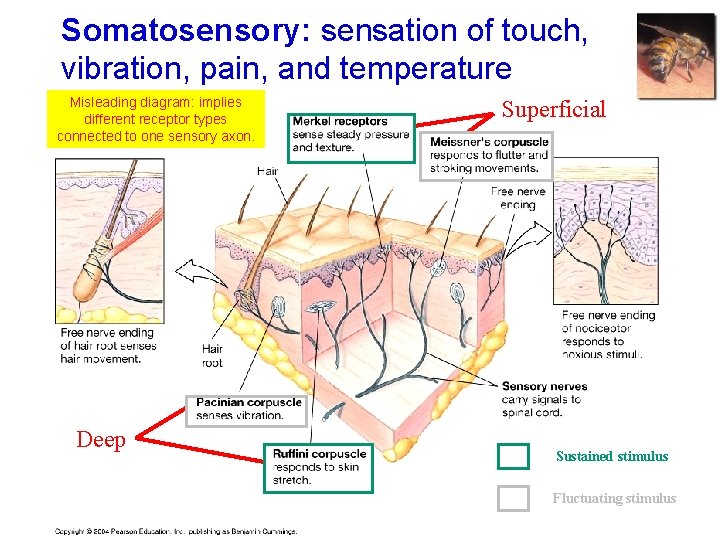 Somatosensory: sensation of touch, vibration, pain, and temperature Misleading diagram: implies different receptor types