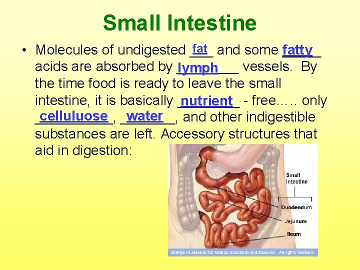Small Intestine fat and some _____ • Molecules of undigested ___ fatty acids are