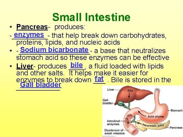 Small Intestine • Pancreas- produces: enzymes that help break down carbohydrates, -_____proteins, lipids, and