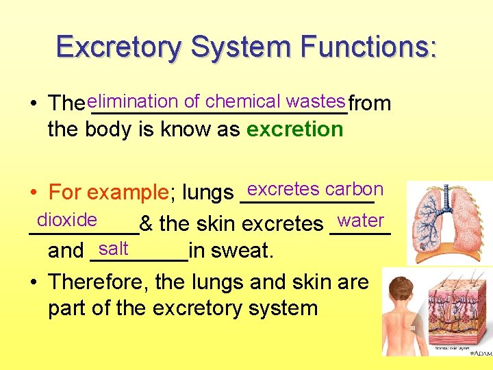 Excretory System Functions: of chemical wastes • The elimination ___________from the body is know