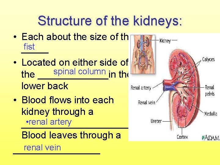 Structure of the kidneys: • Each about the size of the fist _____ •