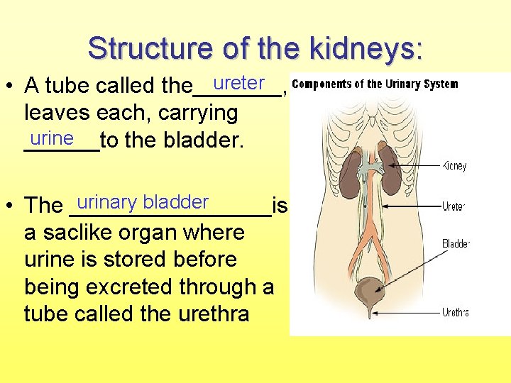 Structure of the kidneys: ureter • A tube called the_______, leaves each, carrying urine