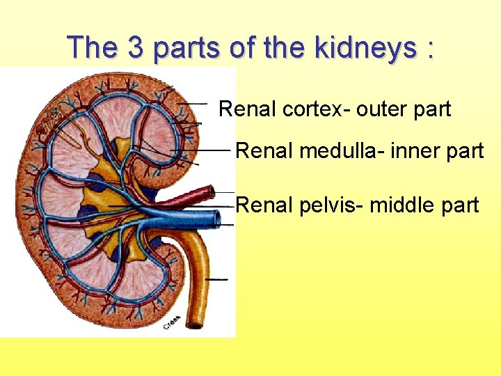 The 3 parts of the kidneys : Renal cortex- outer part Renal medulla- inner