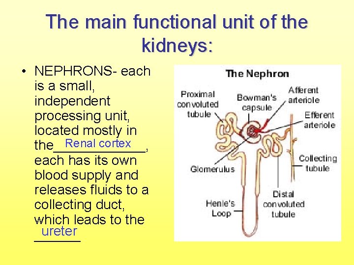 The main functional unit of the kidneys: • NEPHRONS- each is a small, independent