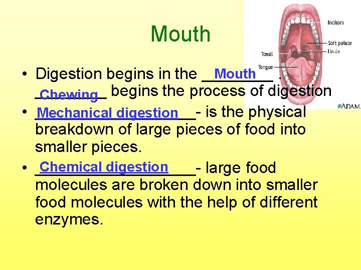 Mouth • Digestion begins in the ____ Chewing begins the process of digestion •