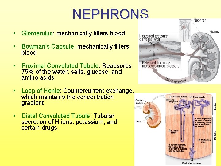 NEPHRONS • Glomerulus: mechanically filters blood • Bowman's Capsule: mechanically filters blood • Proximal