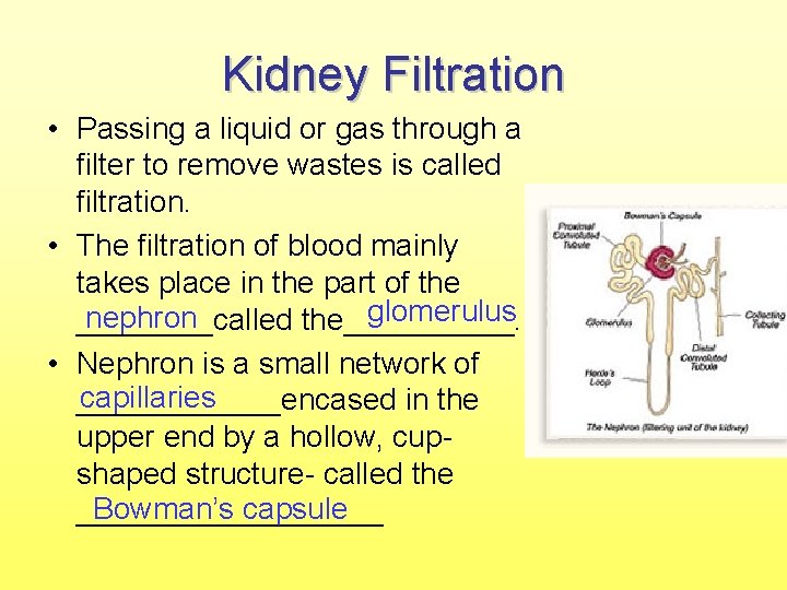 Kidney Filtration • Passing a liquid or gas through a filter to remove wastes