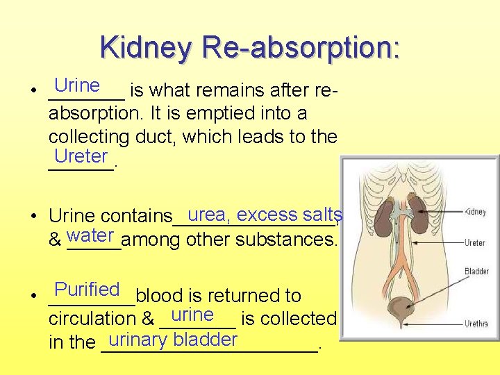Kidney Re-absorption: Urine • _______ is what remains after reabsorption. It is emptied into