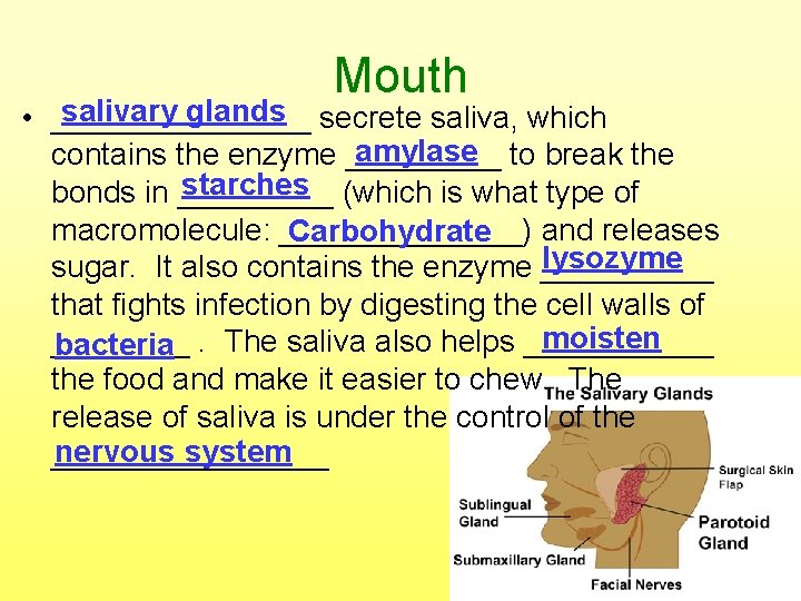 Mouth salivary glands secrete saliva, which • ________ amylase to break the contains the