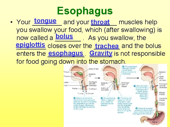 Esophagus tongue and your throat • Your _______ muscles help you swallow your food,