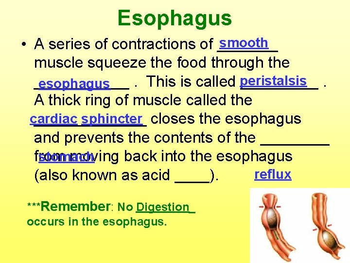 Esophagus smooth • A series of contractions of _______ muscle squeeze the food through