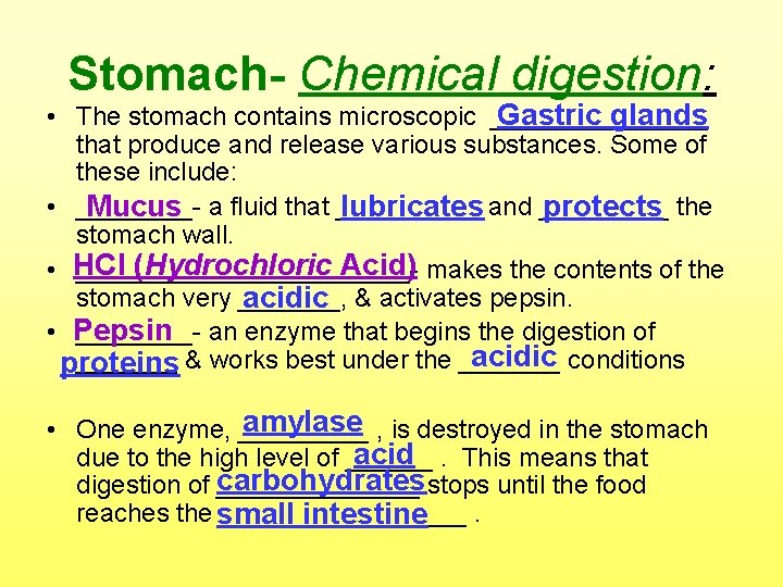 Stomach- Chemical digestion: • The stomach contains microscopic ________ Gastric glands that produce and