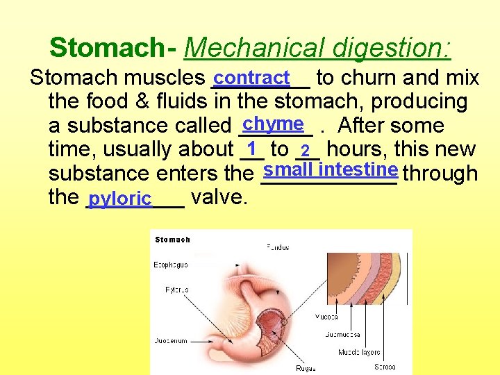 Stomach- Mechanical digestion: contract to churn and mix Stomach muscles ____ the food &