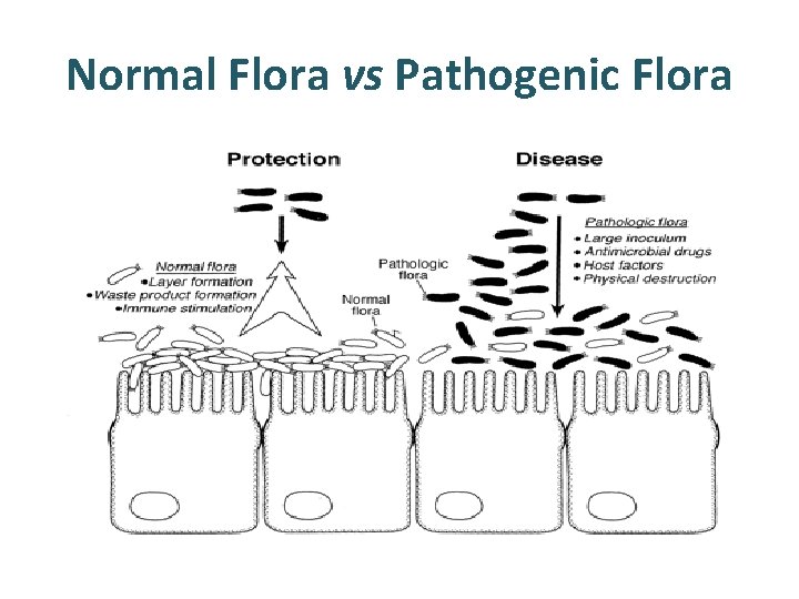 Normal Flora vs Pathogenic Flora 