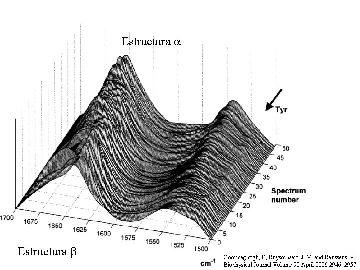 Estructura a Estructura b Goormaghtigh, E; Ruysschaert, J. M. and Raussens, V Biophysical Journal