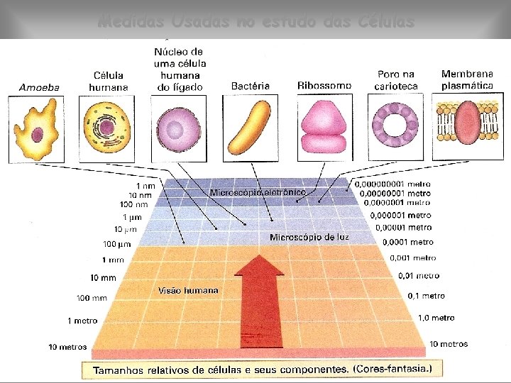 Medidas Usadas no estudo das Células 