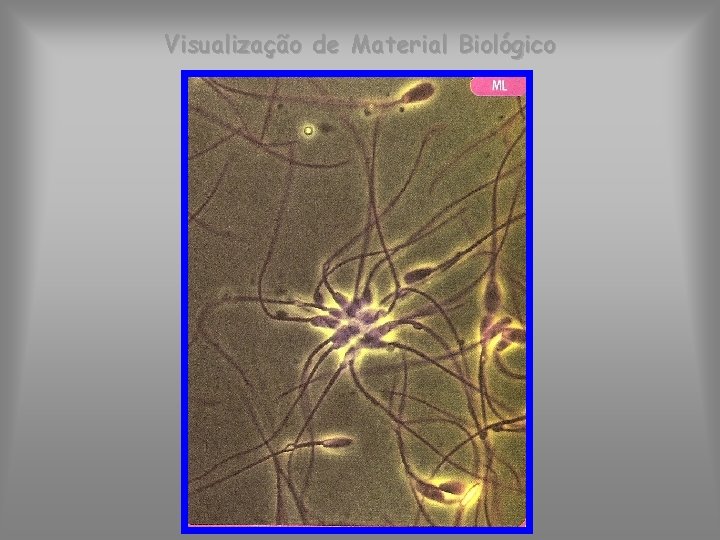 Visualização de Material Biológico 