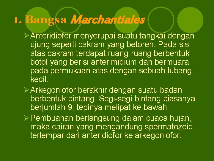 1. Bangsa Marchantiales ØAnteridiofor menyerupai suatu tangkai dengan ujung seperti cakram yang betoreh. Pada