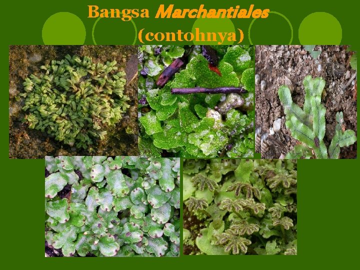 Bangsa Marchantiales (contohnya) 