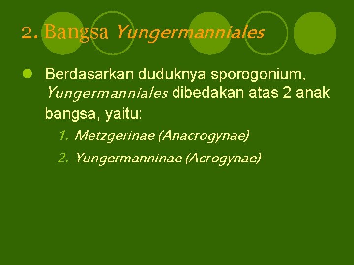 2. Bangsa Yungermanniales l Berdasarkan duduknya sporogonium, Yungermanniales dibedakan atas 2 anak bangsa, yaitu: