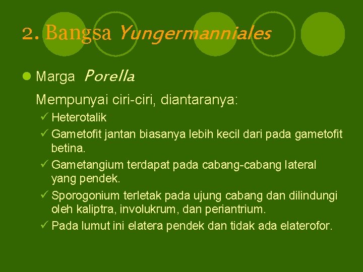 2. Bangsa Yungermanniales l Marga Porella Mempunyai ciri-ciri, diantaranya: ü Heterotalik ü Gametofit jantan