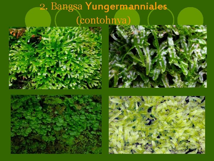 2. Bangsa Yungermanniales (contohnya) 