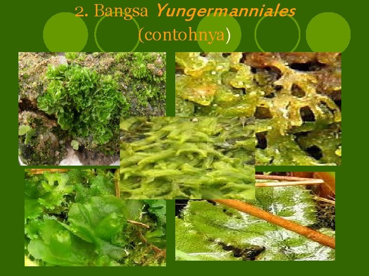 2. Bangsa Yungermanniales (contohnya) 