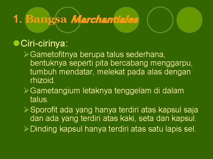 1. Bangsa Marchantiales l Ciri-cirinya: ØGametofitnya berupa talus sederhana, bentuknya seperti pita bercabang menggarpu,