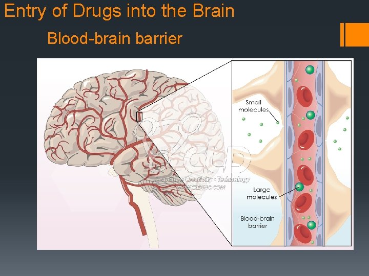 Entry of Drugs into the Brain Blood-brain barrier 