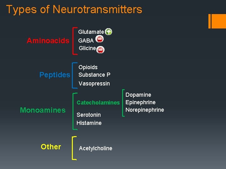 Types of Neurotransmitters Glutamate Aminoacids Peptides GABA Glicine Opioids Substance P Vasopressin Monoamines Other