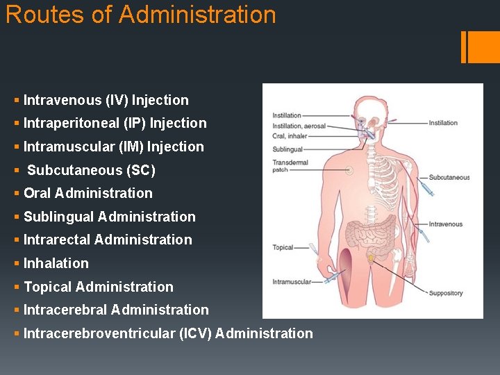 Routes of Administration § Intravenous (IV) Injection § Intraperitoneal (IP) Injection § Intramuscular (IM)