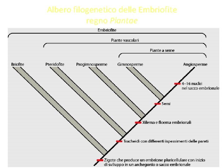 Albero filogenetico delle Embriofite regno Plantae 