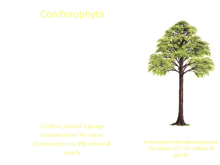 Coniferophyta • Le Conifere sono il gruppo più numeroso di Gimnosperme viventi e comprendono