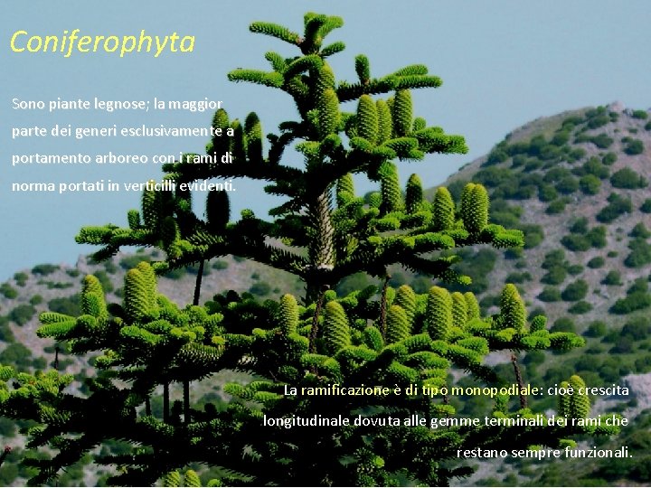 Coniferophyta Sono piante legnose; la maggior parte dei generi esclusivamente a portamento arboreo con