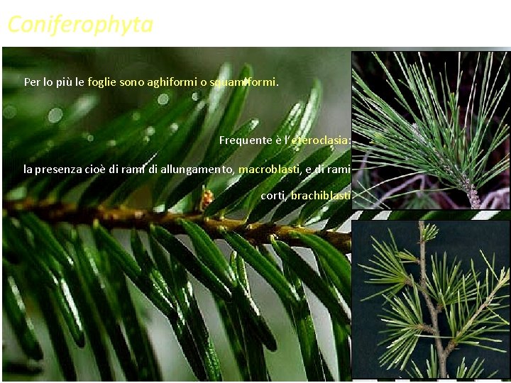 Coniferophyta Per lo più le foglie sono aghiformi o squamiformi. Frequente è l’eteroclasia: la