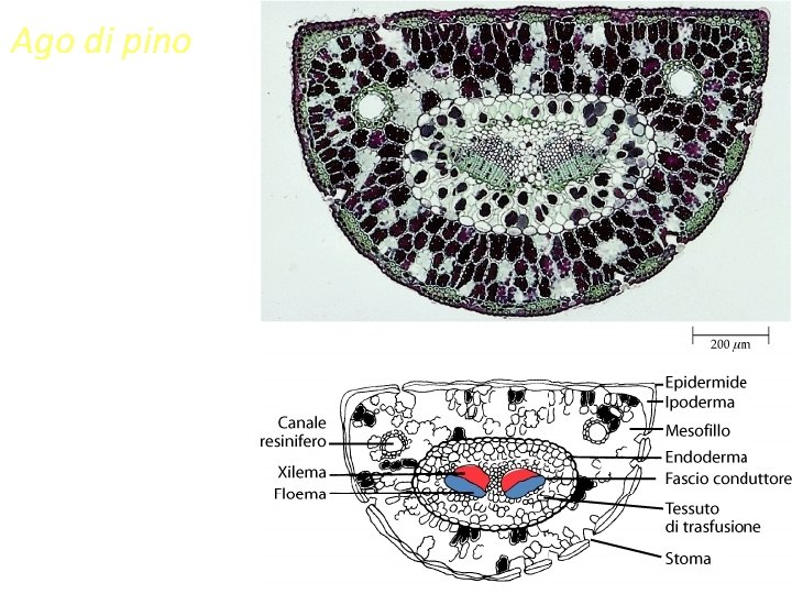 Ago di pino 