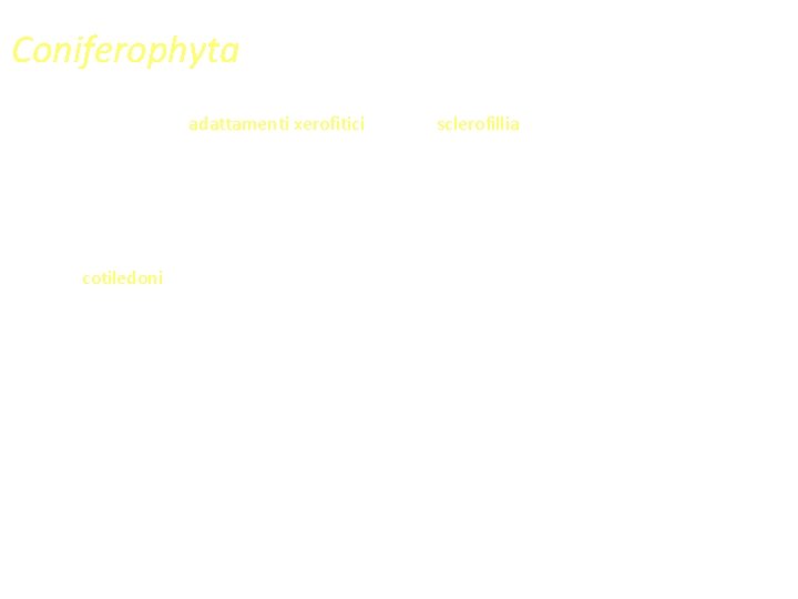 Coniferophyta • Sono presenti adattamenti xerofitici come la sclerofillia (foglie coriacee con cuticola spessa),
