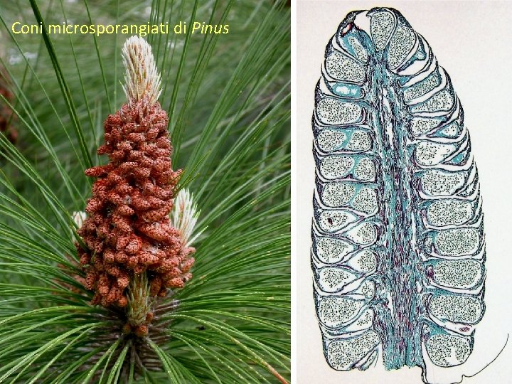 Coni microsporangiati di Pinus 