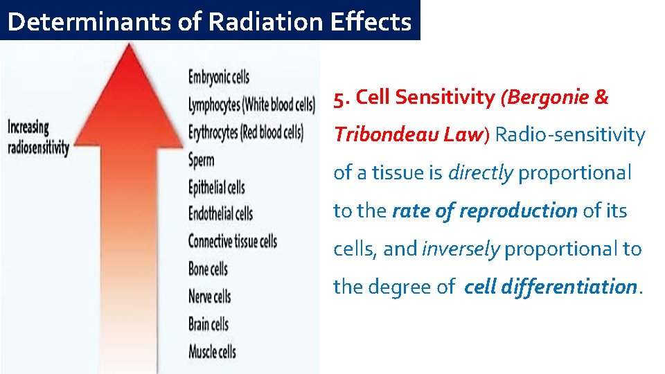 Determinants of Radiation Effects 5. Cell Sensitivity (Bergonie & Tribondeau Law) Radio-sensitivity of a