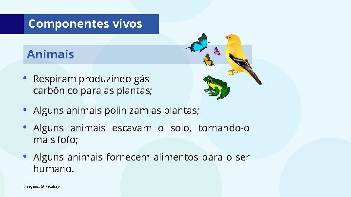Componentes vivos Animais • Respiram produzindo gás carbônico para as plantas; • • Alguns