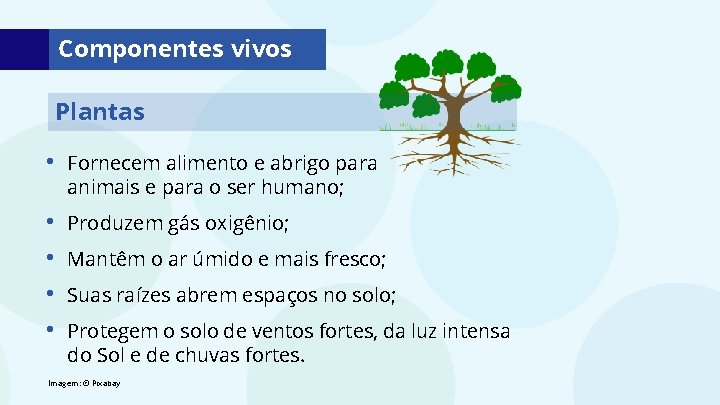 Componentes vivos Plantas • Fornecem alimento e abrigo para animais e para o ser