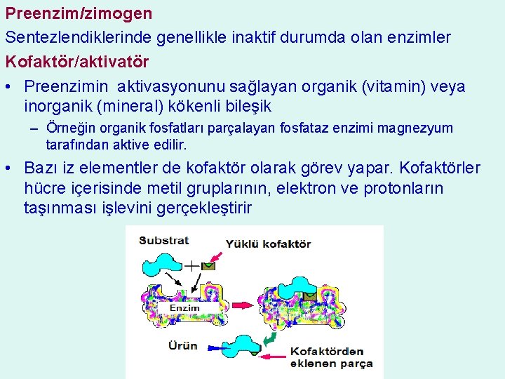 Preenzim/zimogen Sentezlendiklerinde genellikle inaktif durumda olan enzimler Kofaktör/aktivatör • Preenzimin aktivasyonunu sağlayan organik (vitamin)