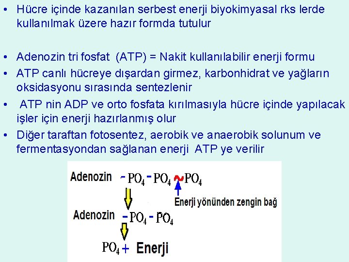  • Hücre içinde kazanılan serbest enerji biyokimyasal rks lerde kullanılmak üzere hazır formda