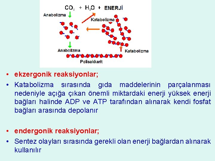  • ekzergonik reaksiyonlar; • Katabolizma sırasında gıda maddelerinin parçalanması nedeniyle açığa çıkan önemli