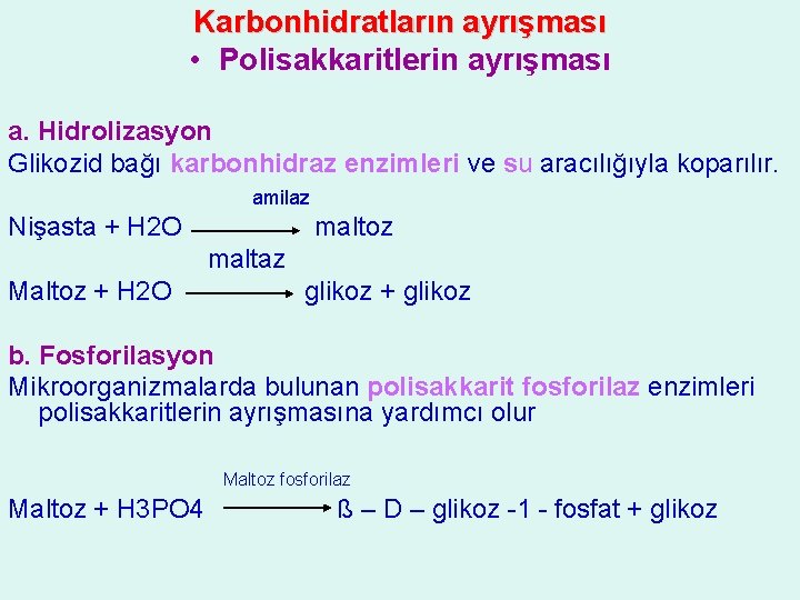 Karbonhidratların ayrışması • Polisakkaritlerin ayrışması a. Hidrolizasyon Glikozid bağı karbonhidraz enzimleri ve su aracılığıyla