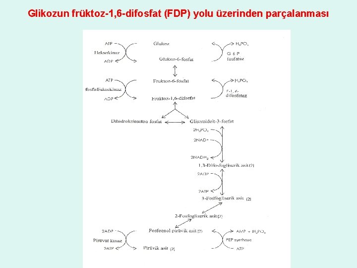 Glikozun früktoz-1, 6 -difosfat (FDP) yolu üzerinden parçalanması 