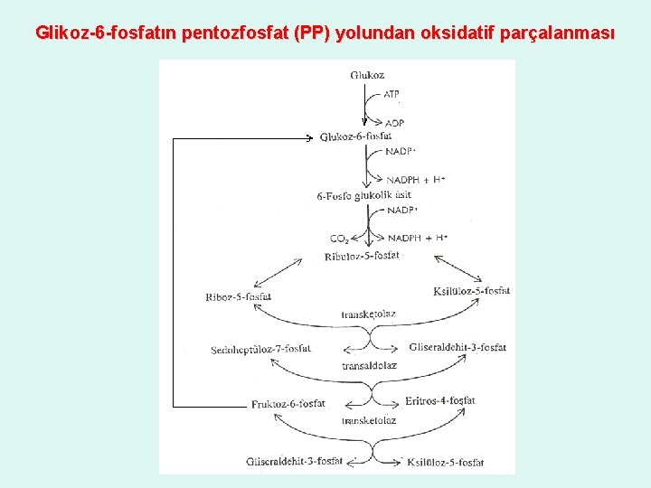 Glikoz-6 -fosfatın pentozfosfat (PP) yolundan oksidatif parçalanması 