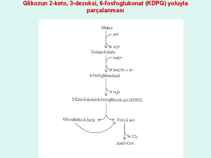 Glikozun 2 -keto, 3 -dezoksi, 6 -fosfoglukonat (KDPG) yoluyla parçalanması 