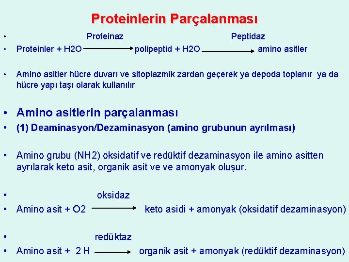 Proteinlerin Parçalanması • • • Proteinaz Proteinler + H 2 O polipeptid + H