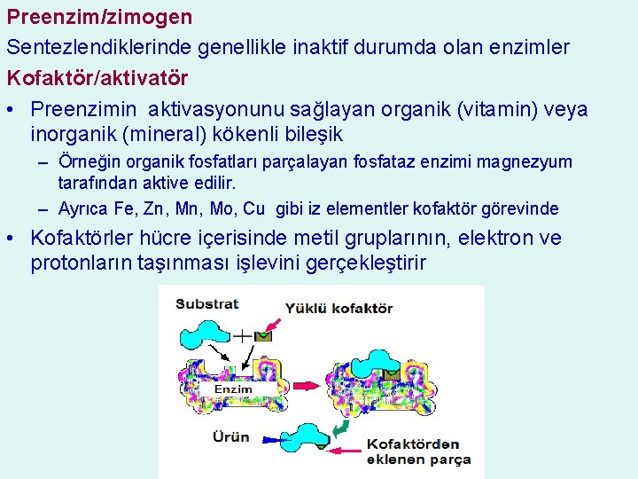 Preenzim/zimogen Sentezlendiklerinde genellikle inaktif durumda olan enzimler Kofaktör/aktivatör • Preenzimin aktivasyonunu sağlayan organik (vitamin)